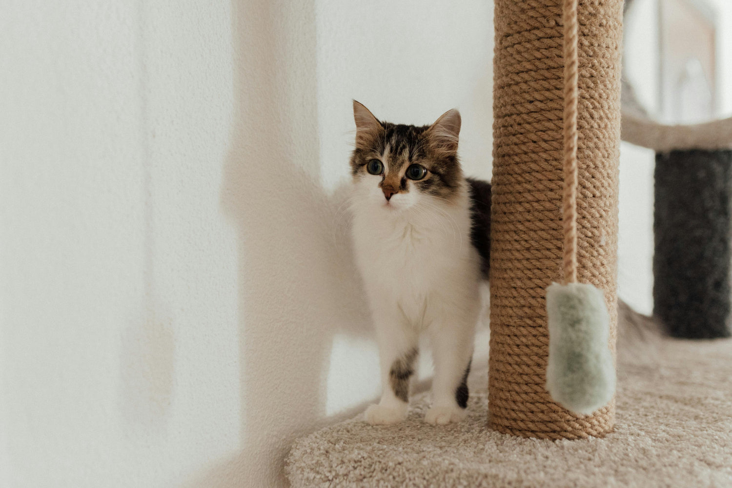 Pet Supplies